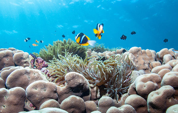 Yellow and blue fishes swimming among coral in the ocean