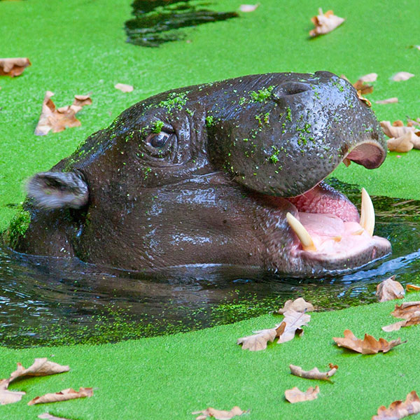 A pygmy hippo with its head above water and mouth open, surrounded by duckweed on the surface of the water