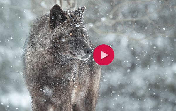 A wolf stands in a snowy landscape