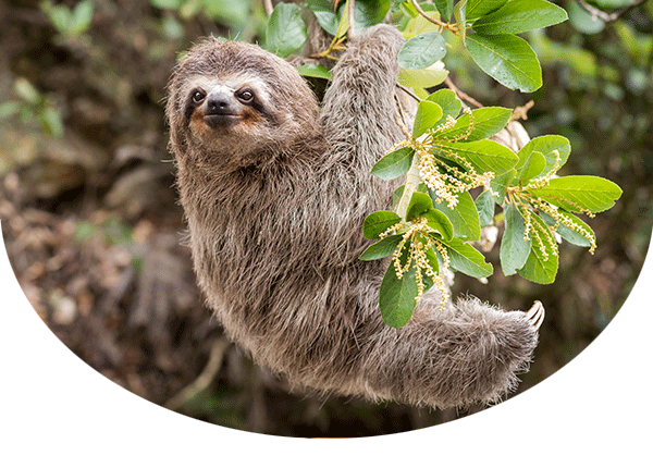 Three-toed sloth hanging from a branch