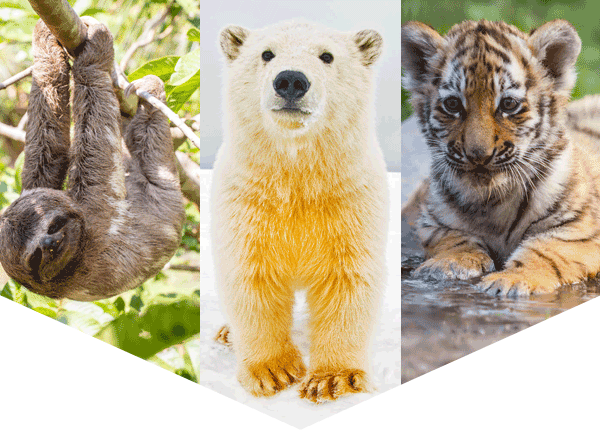 sloth, polar bear and tiger cub