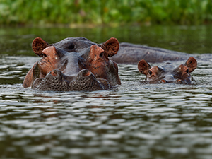 hippos