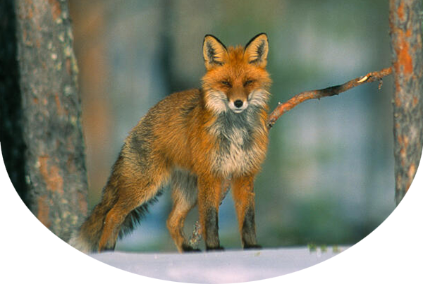 Red fox in a standing upright. It is in between two trees and standing on snowy ground looking directly ahead.