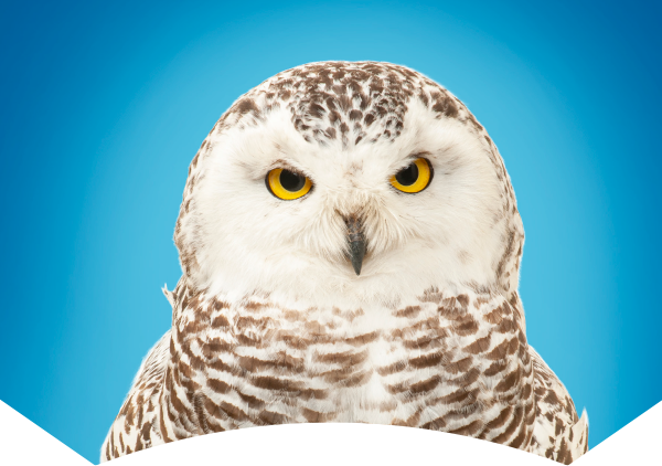 snowy owl on blue background