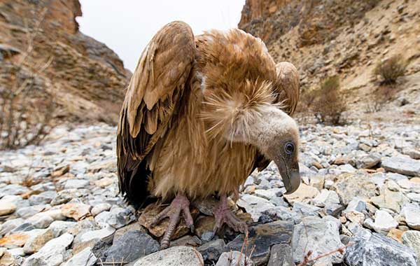 Vulture sitting atop rocks 