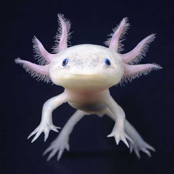 Close-up of an axolotl who is bright against a dark background