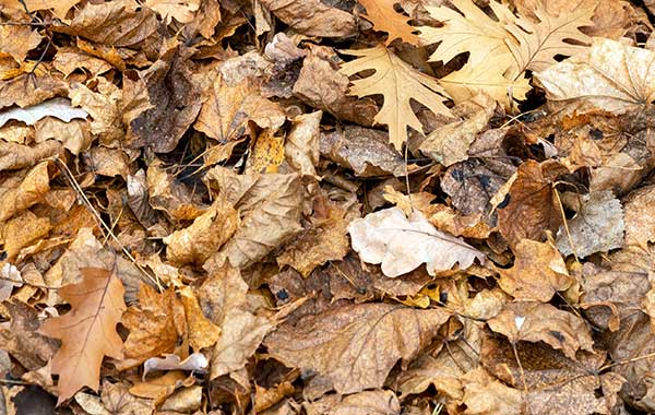 Fallen orangeand brown leaves in a flat pile