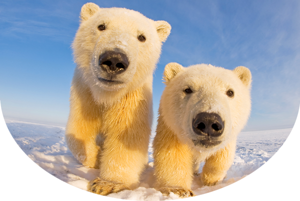 two polar bears looking at the camera