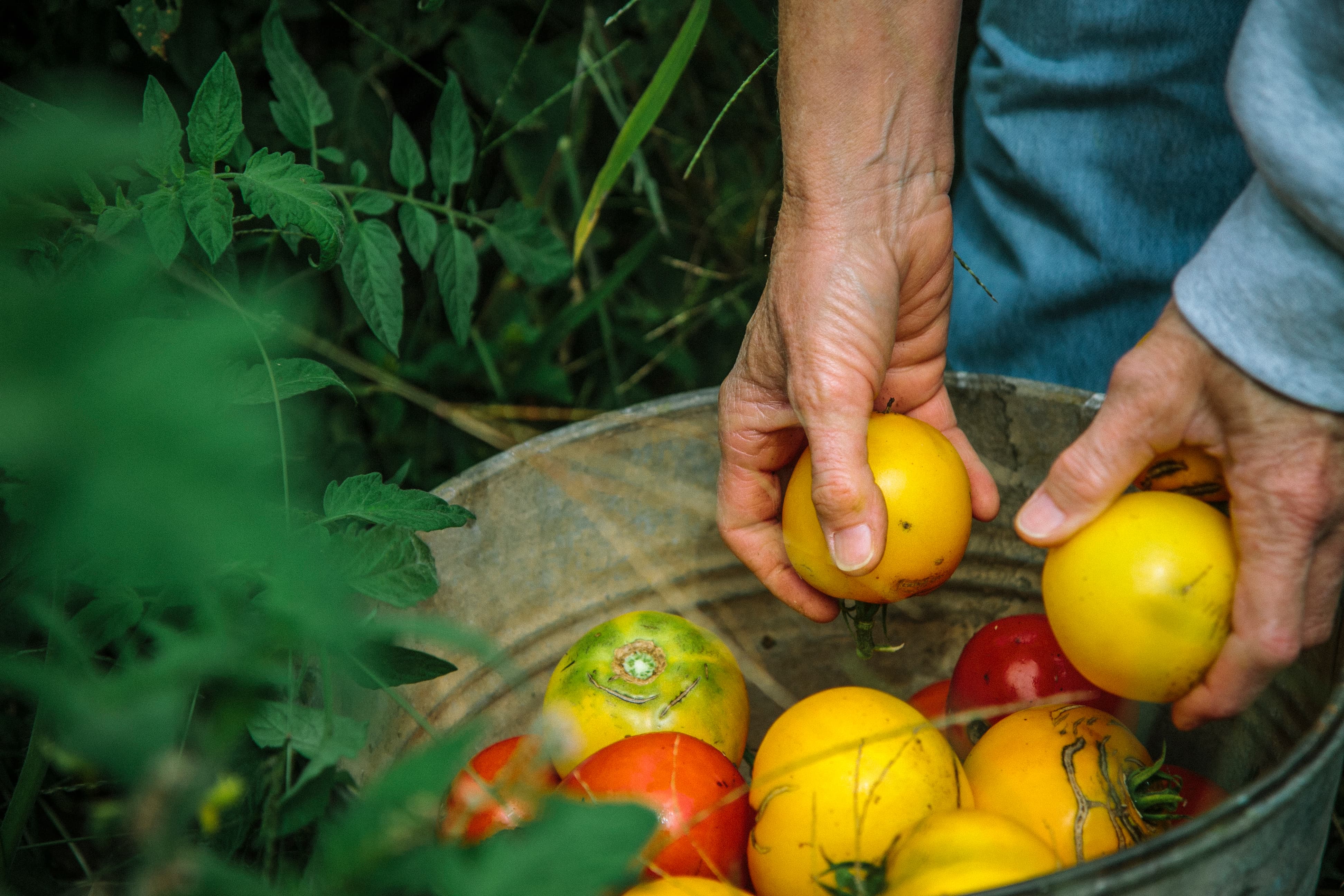 A woman harvesting colorful tomatoes from her garden