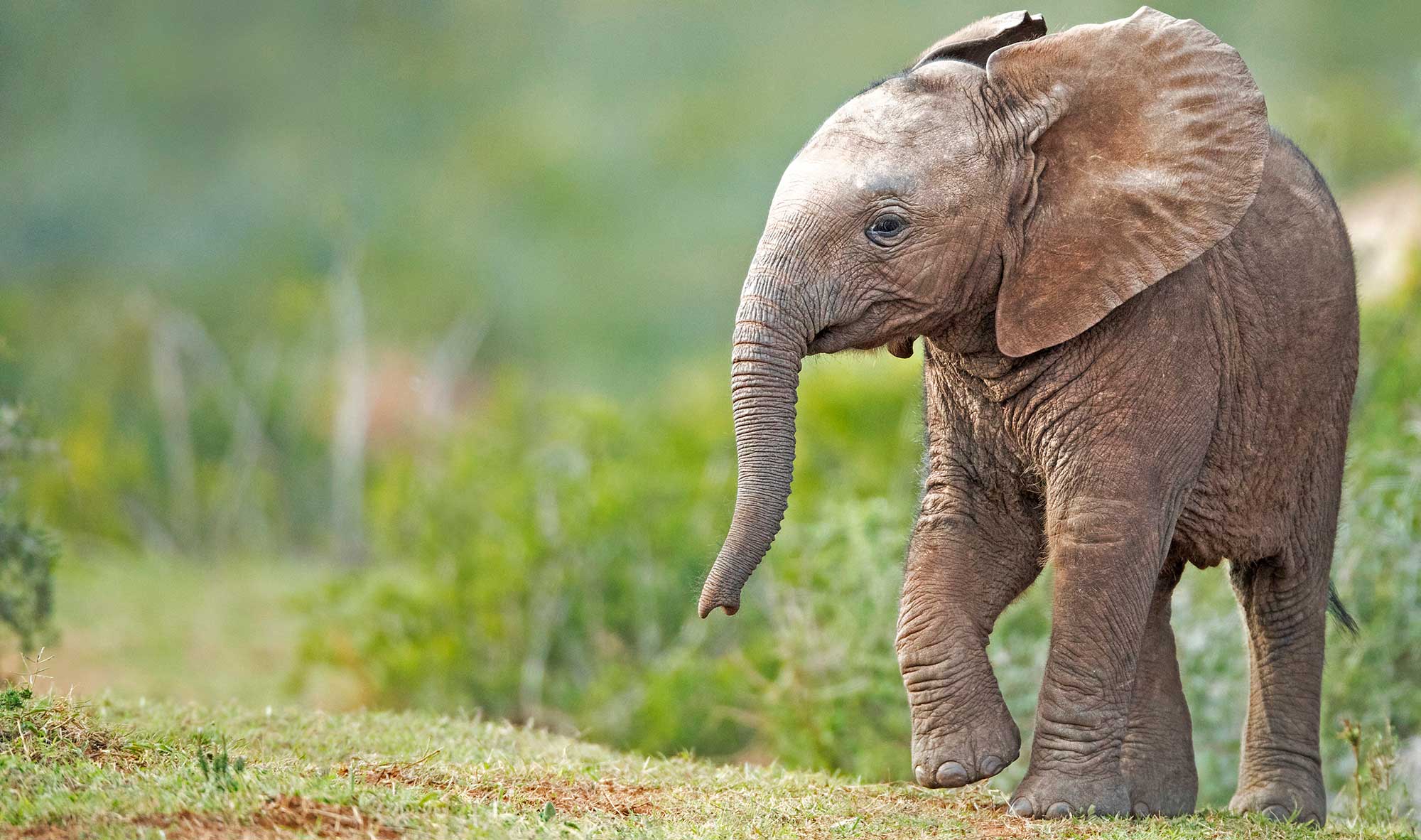 Elephant calf