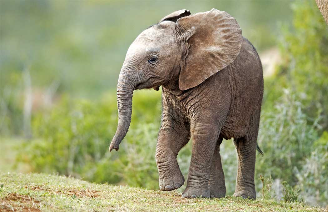 Elephant calf