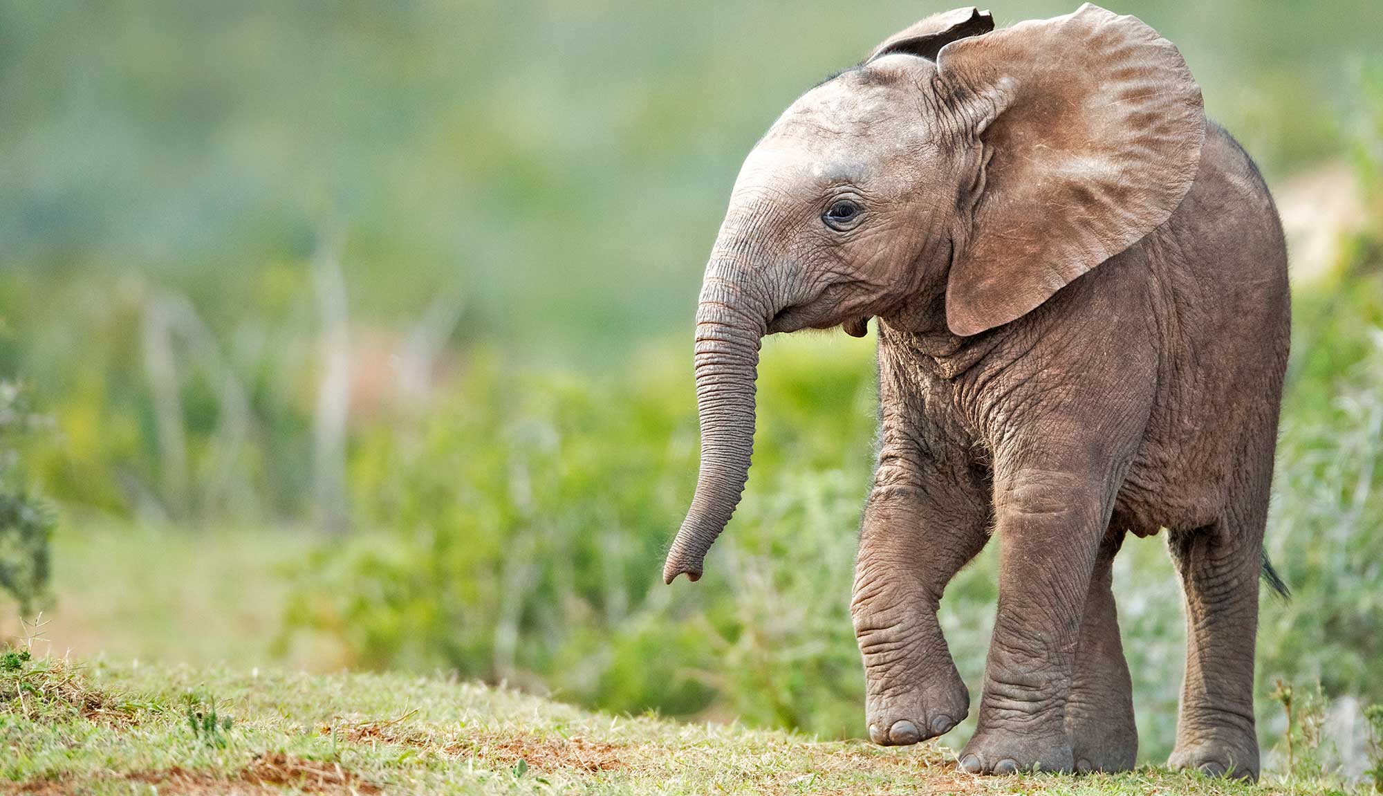 Elephant calf