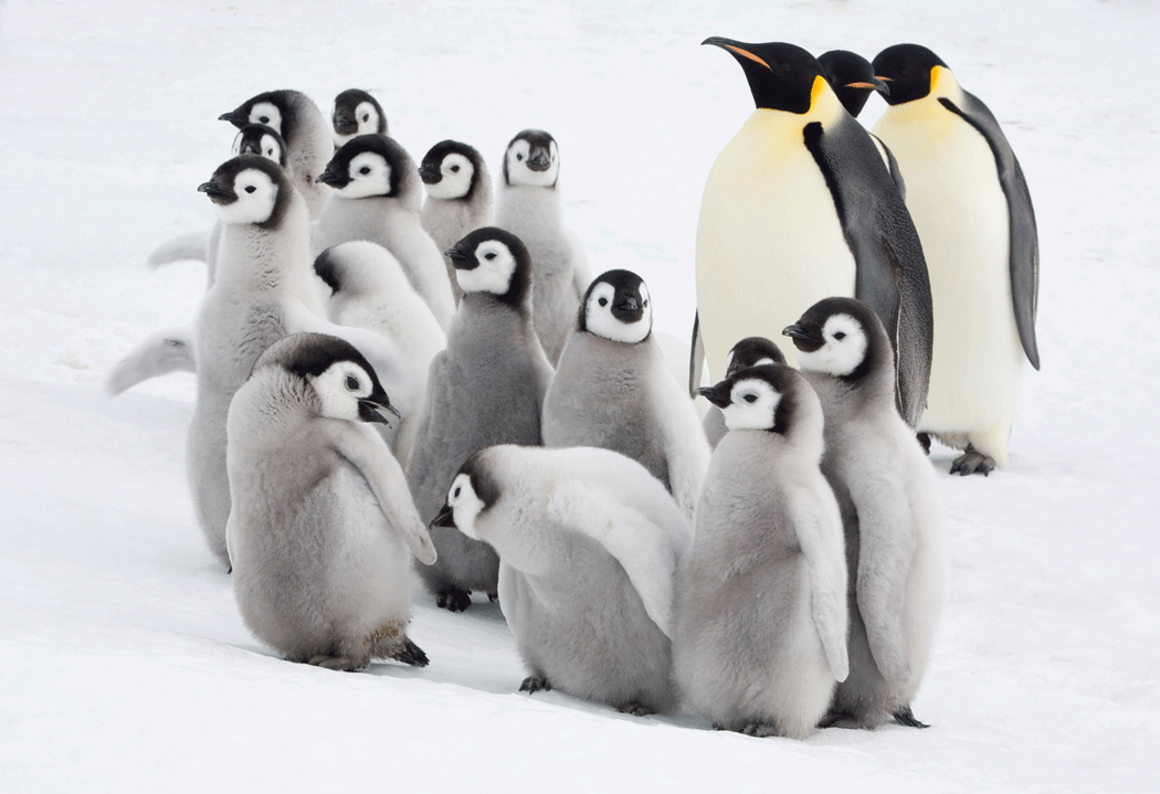 Emperor penguin colony
