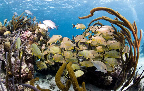 Yellow fishe in a blue ocean surrounded by coral