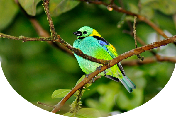 Green-headed tanager (a brightly colored bird) perches on a tree branch with lush forest behind