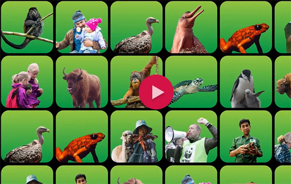 Video still image of wildlife photos against a green background