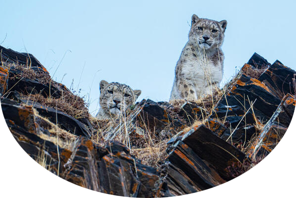 Two snow leopards on tall rocks, looking down. The angle of the camera is below the snow leopards.