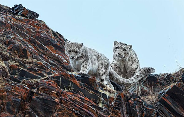 Two snow leopards peering over a mountainside