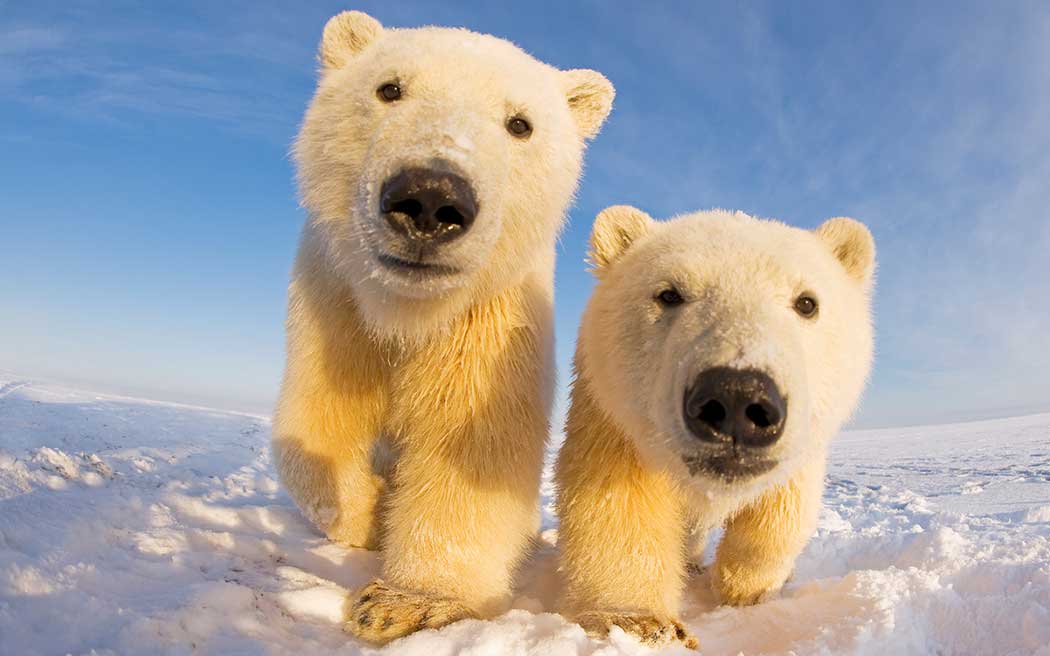 two polar bears looking at the camera