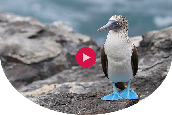 Blue footed booby in the Galápagos Islands, Ecuador with red video play button over it