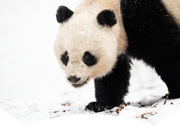 giant panda in snow