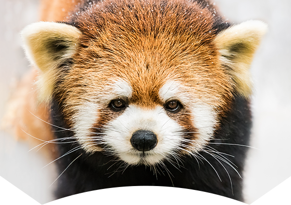 red panda in snow