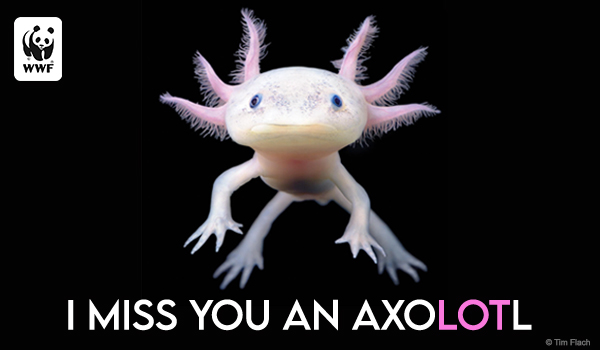 Axolotl ecard that says I miss you an axoLOTl