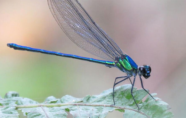 Dragonfly sitting on a leaf