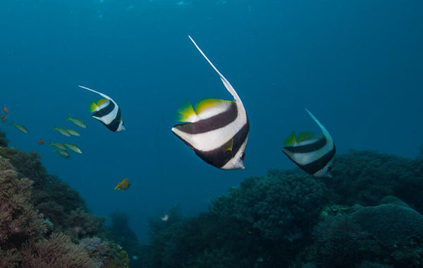 Three longfin bannerfishes diving into ocean