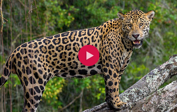 Jaguar standing on a tree branch