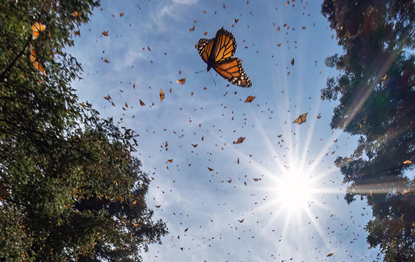 Swarm of monarch butterflies fluttering against a blue sky and sun