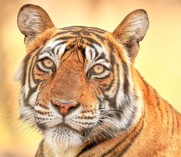 Close up photo of a tiger