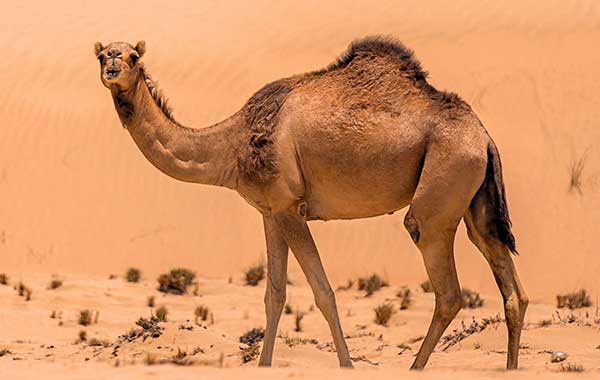 Camel standing in a sandy environment