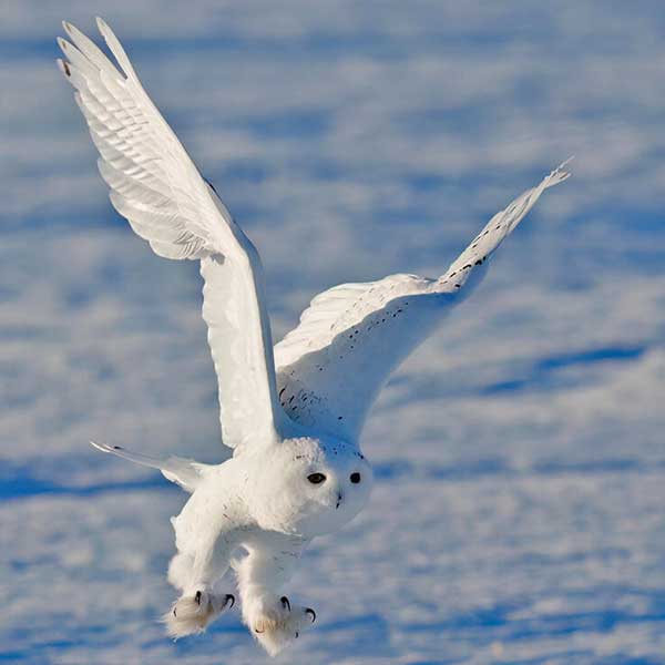 snowy owl in flight over snow