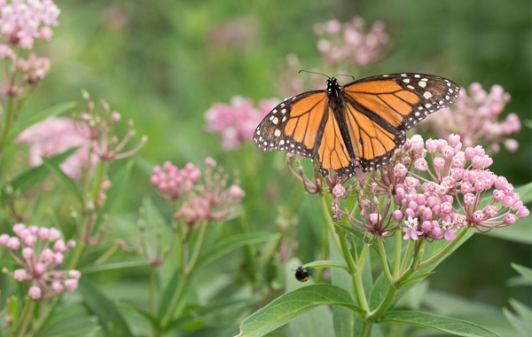 Monarch butterfly (Danaus plexippus) on swamp milkweed (Asclepias incarnata) at Lakota artist Kevin Pourier's studio at Pine Ridge Reservation, Scenic, South Dakota.