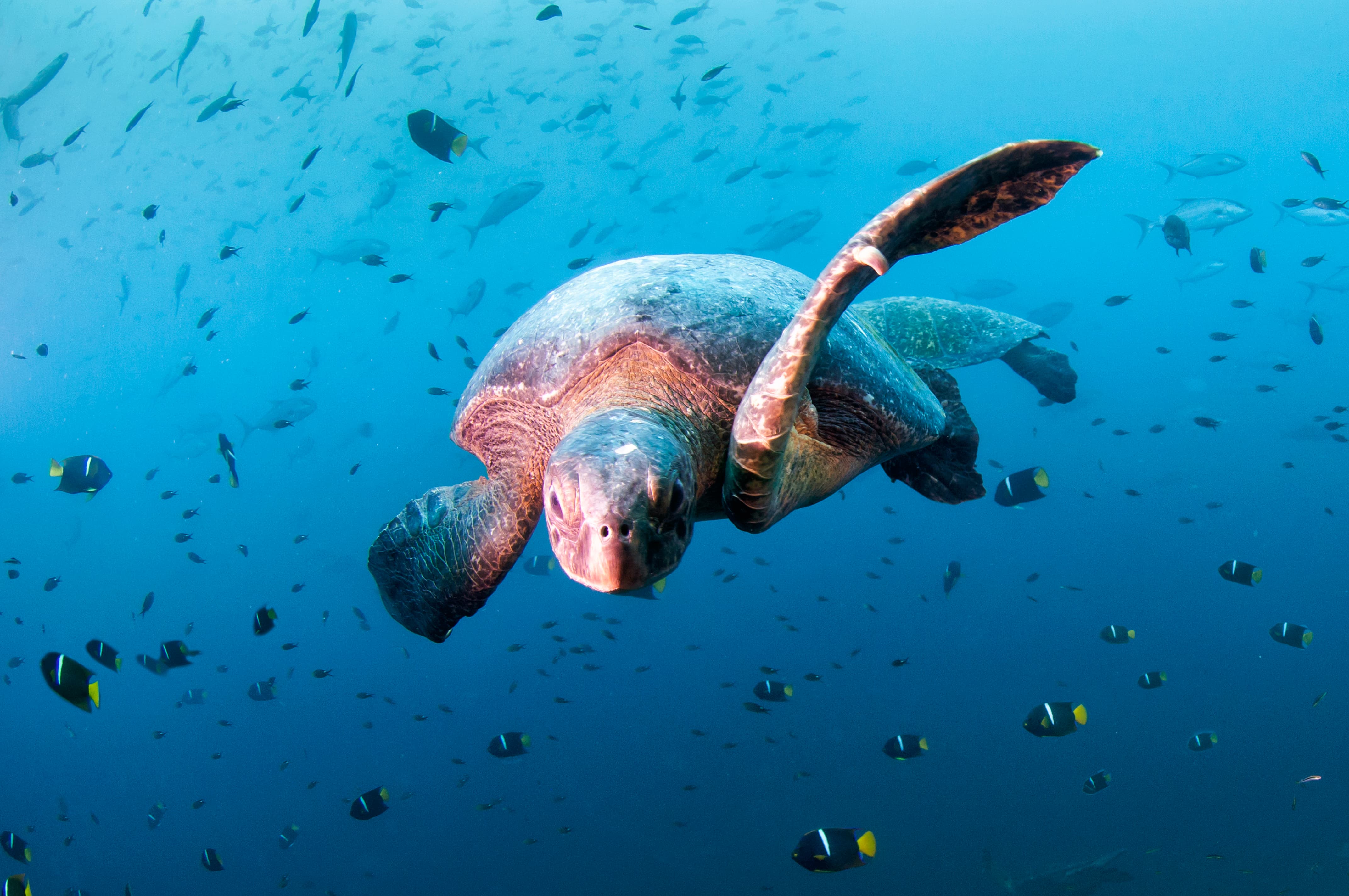 Closeup image of a sea turtle swimming underwater surrounded by many small fish