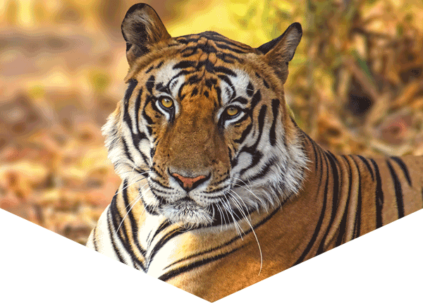 tiger closeup