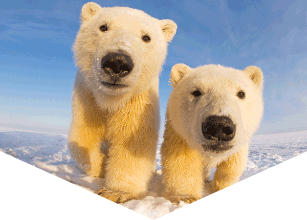 two polar bears looking at the camera