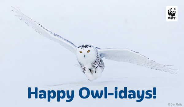 Snowy owl flying with text that says 