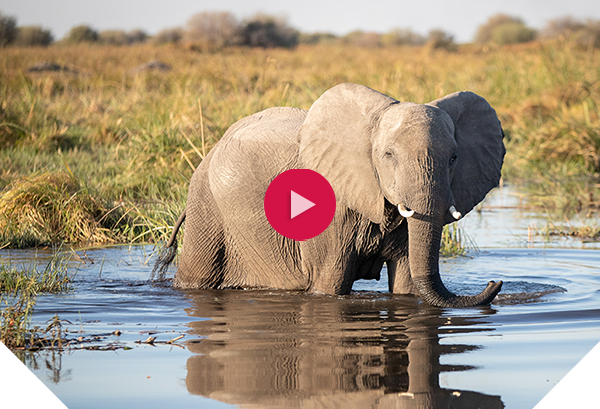 Elephant stepping through water - there is a red video play button over the image
