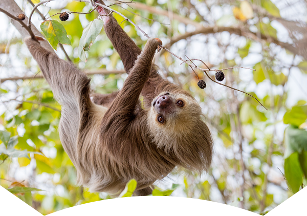 Hoffmann's two-toed sloth upside down in tree