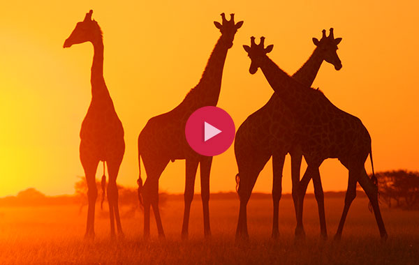 Silhouette of four giraffes amid an orange sky