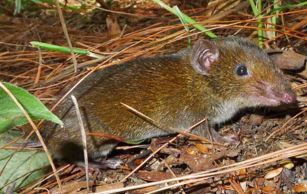 Small furry animal with large ears and short legs, standing on the ground