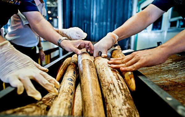 Customs officials inspect a shipment of elephant ivory