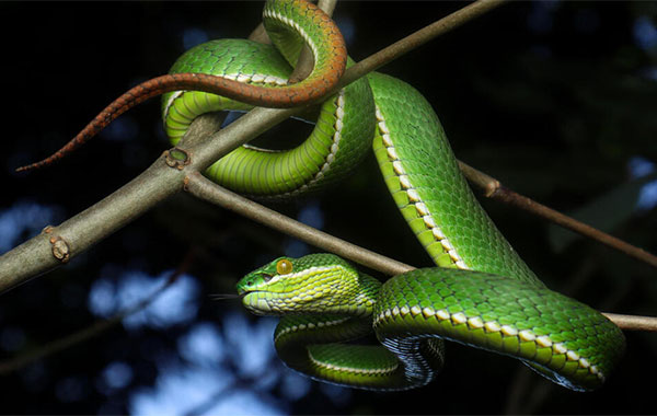 Vibrant green snake wrapped around a tree branch