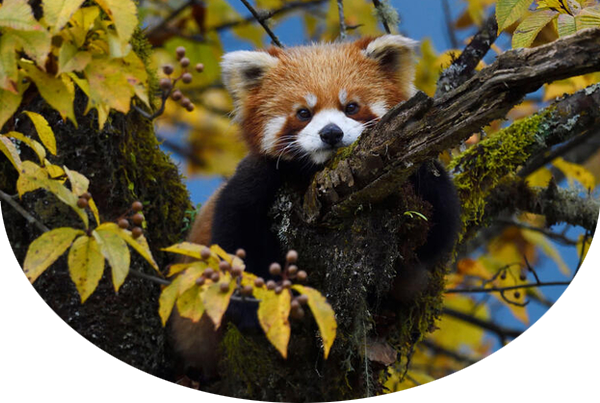 Red panda lying on a tree branch