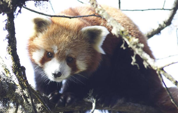 Red panda sitting on a tree branch