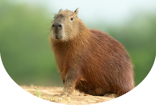 Close-up of a capybara standing in dirt