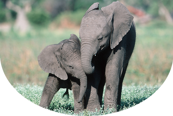 African elephant calves playing