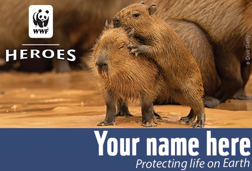 capybara membership card